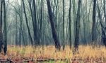 Полесский заповедник. Куда поехать в выходные?