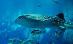 Акулы Чёрного моря: их виды и опасны ли они для человека